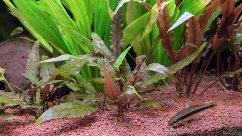 Wasserkelch - Cryptocoryne wendtii von Dieter (19)