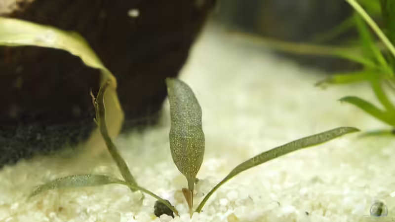 Wasserkelch ? Baby :-) von rapid (25)