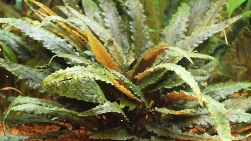 Wasserkelch ( Cryptocoryne spec. )  von Heiko Oeding (5)