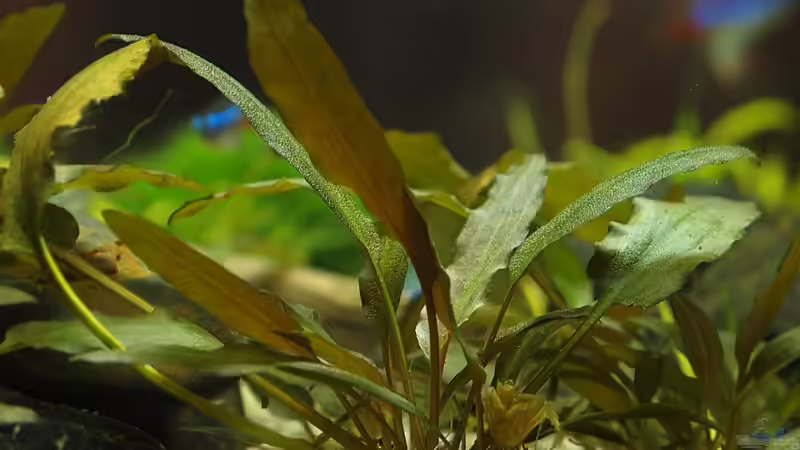 Wasserkelch ? Detail von rapid (24)