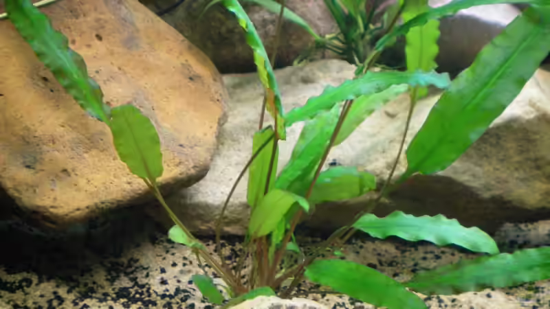 Wasserkelch grün (28.08.2012) von Falk Bellmann (23)