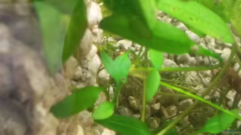 Wasserkelch nach 6 Monaten im Becken. von ogra (10)