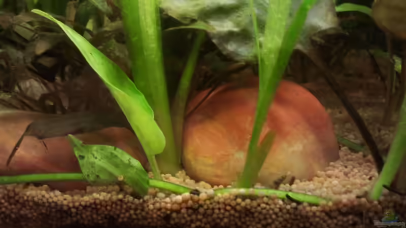 Wasserkelch und Vallisnerien Nachwuchs von Zebraschecke (13)