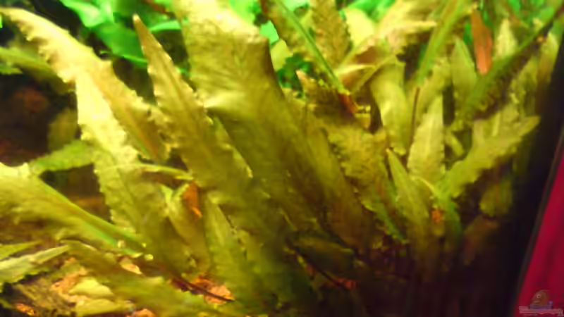 Wasserkelch von Andreas Laubinger (2)