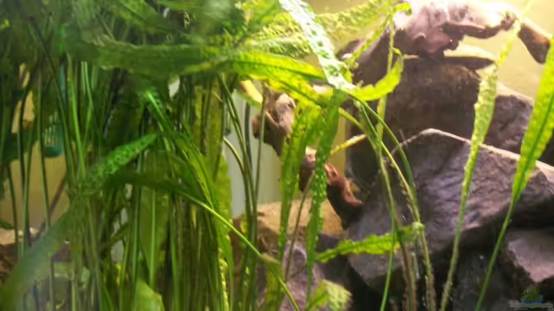 Wasserkelch von ca. 1m höhe von Sven Leyh (6)