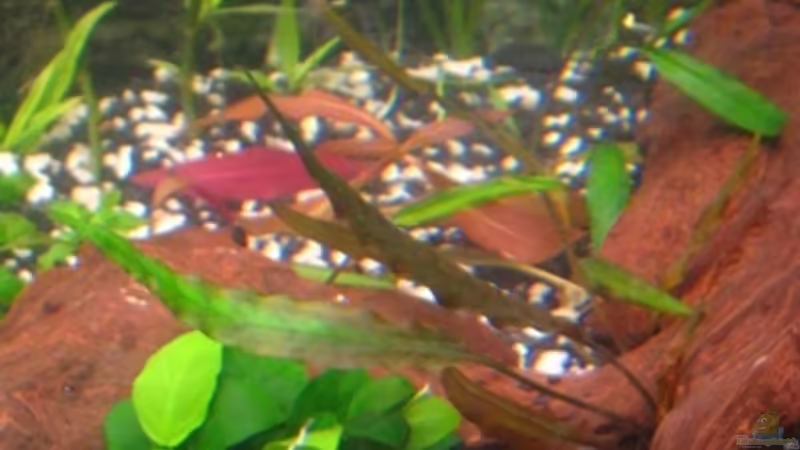 Wasserkelch von DanBri (6)