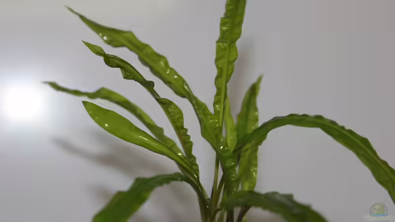 Wasserkelch von Falk (6)