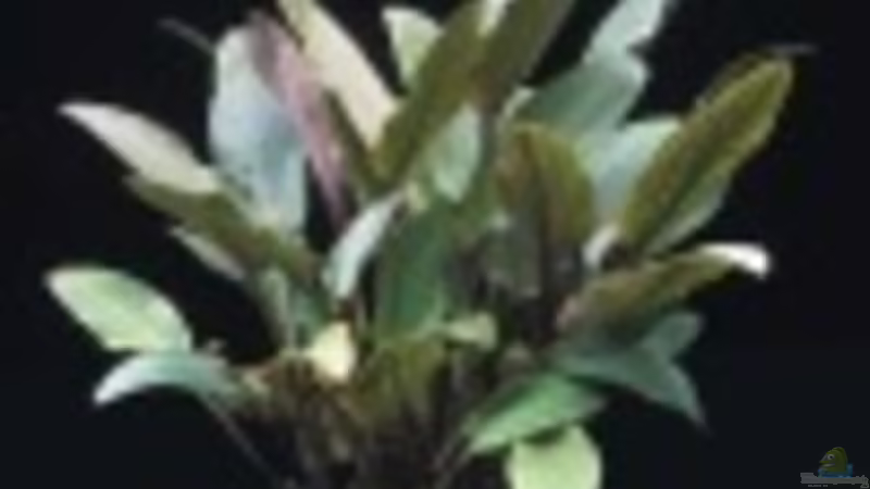 Wasserkelch von frankt7 (14)