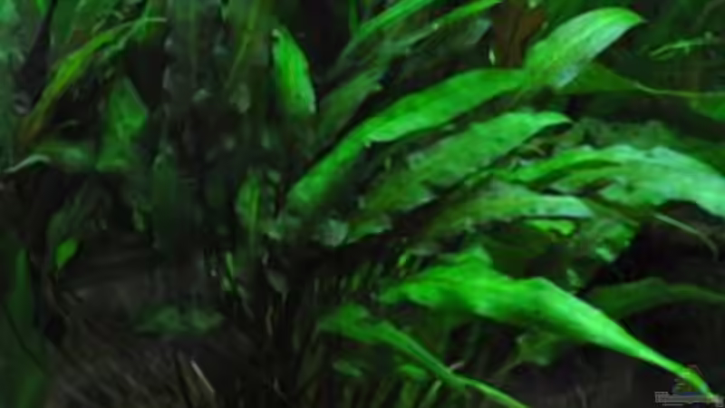 Wasserkelch von Garfield (12)