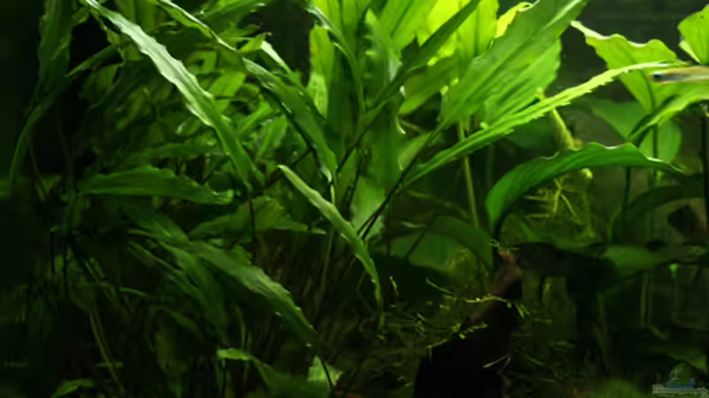 Wasserkelch von gezina (4)