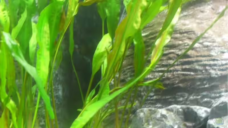 wasserkelch von Hedylein (4)