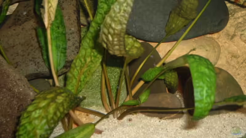 wasserkelch von Michael Spengler (6)