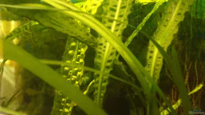 Wasserkelch von Raphael Nelke (9)