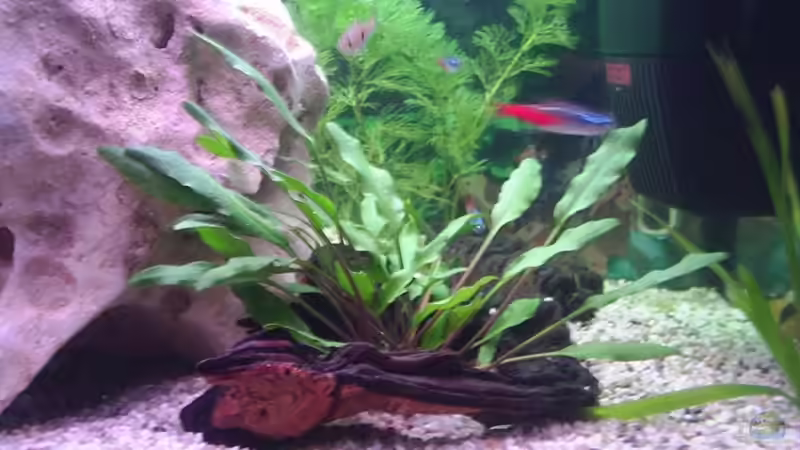 Wasserkelch von Sauerlandmicha (6)