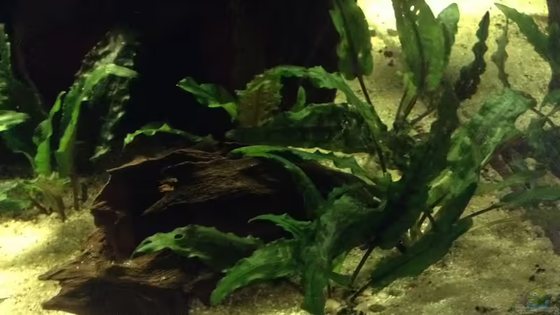 Wasserkelch von Simon W (4)