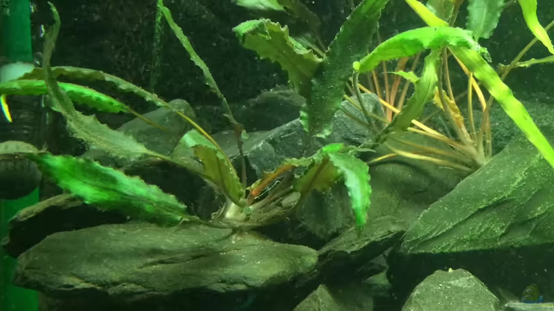 Wasserkelch von X-Rayminator (9)