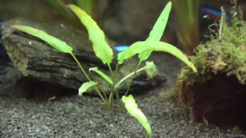 Wasserkelchableger von Domenico W. (4)