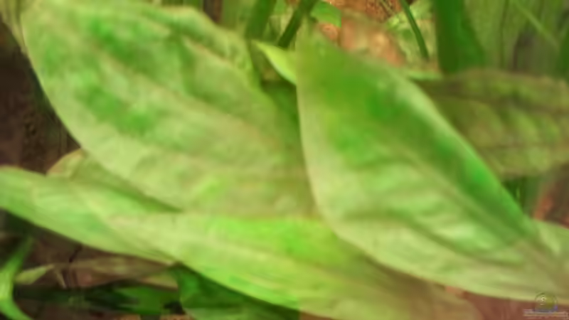 Wasserkelchblätter von Zebraschecke (16)