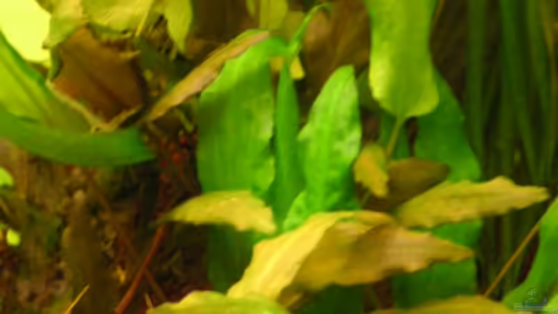 Wasserkelche von Jasmin Lütticke (7)