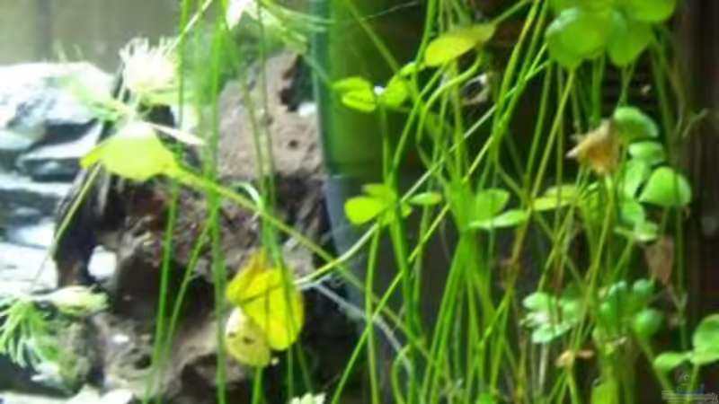 Wasserklee von Inz (5)