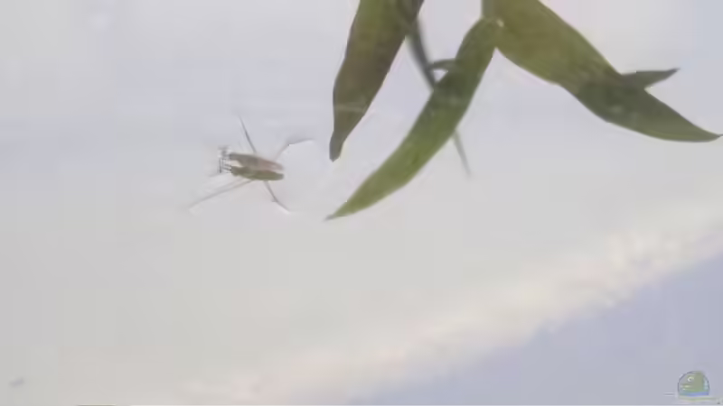 Wasserläufer von Lily (34)