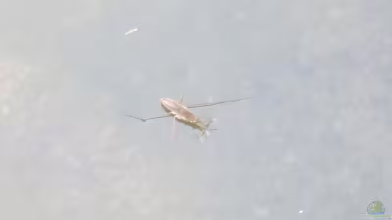 Wasserläufer von Lily (35)