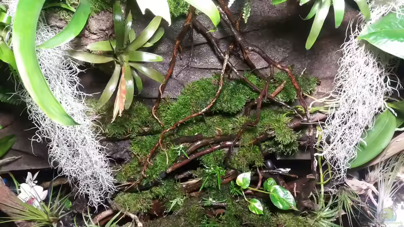 Wasserlauf mit Moosterassen von Sebastian Müller (22)