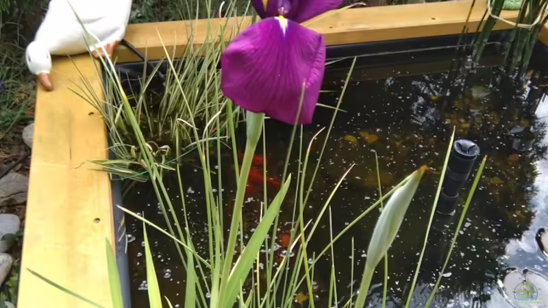 Wasserlilie von HOTU (11)