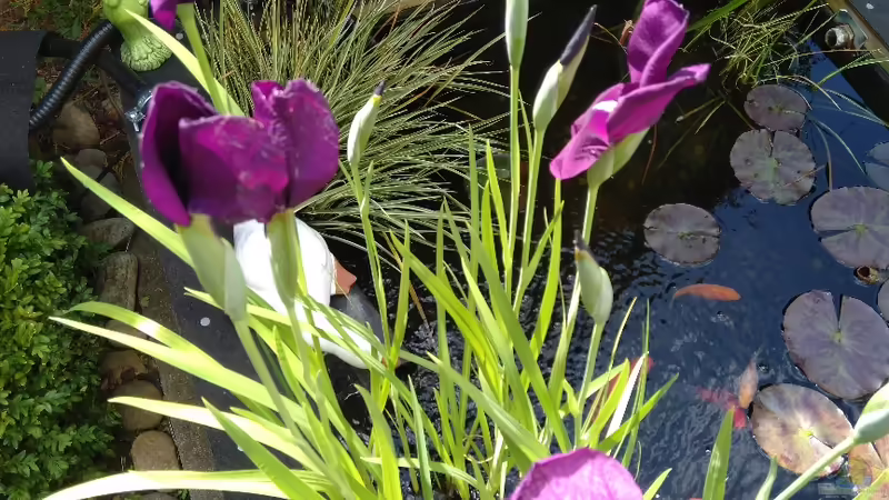 Wasserlilie von HOTU (15)