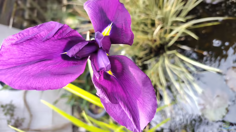 Wasserlilie von HOTU (19)