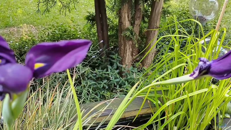 Wasserlilie von HOTU (21)
