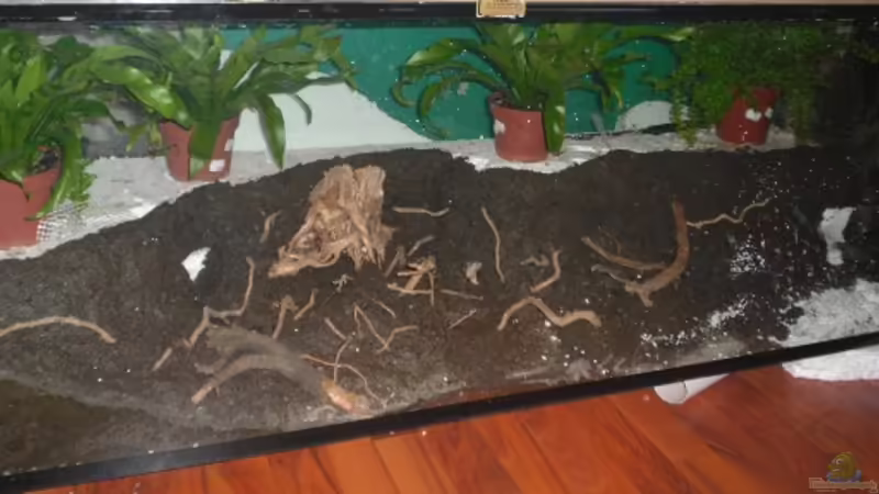 Wasserlinie von gkr123 (23)