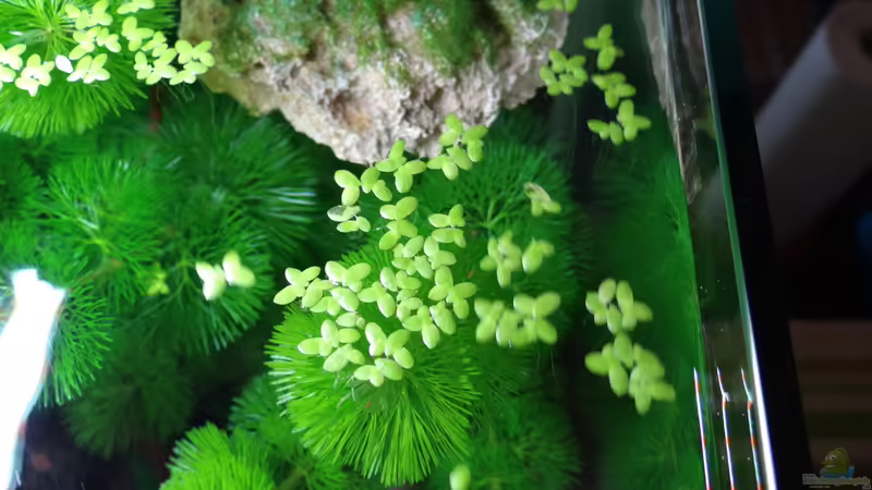 Wasserlinse von mcfly (51)