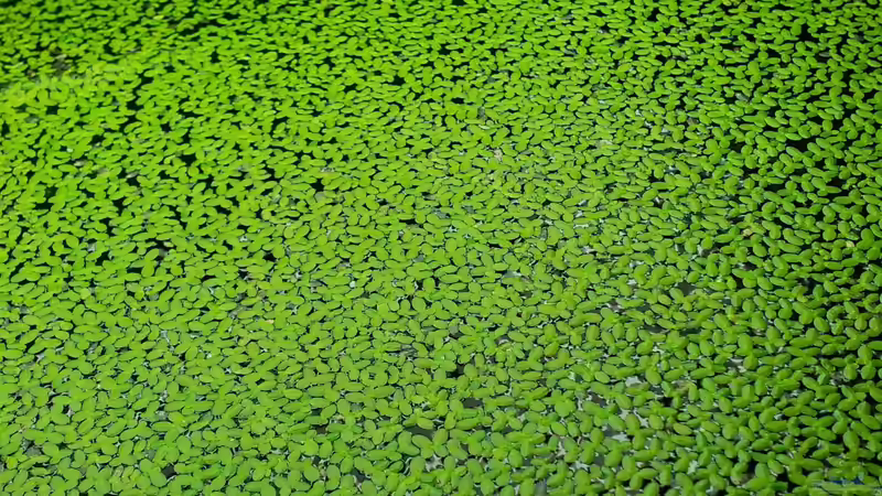 Wasserlinsen... hab ich mir irgendwann mal eingeschleppt. Bei Bedarf, also wöchentlich von Kathrin77 (20)