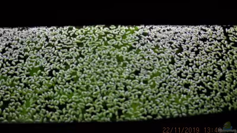 Wasserlinsen 2 Stunden nach dem Abschöpfen! von okefenokee (58)