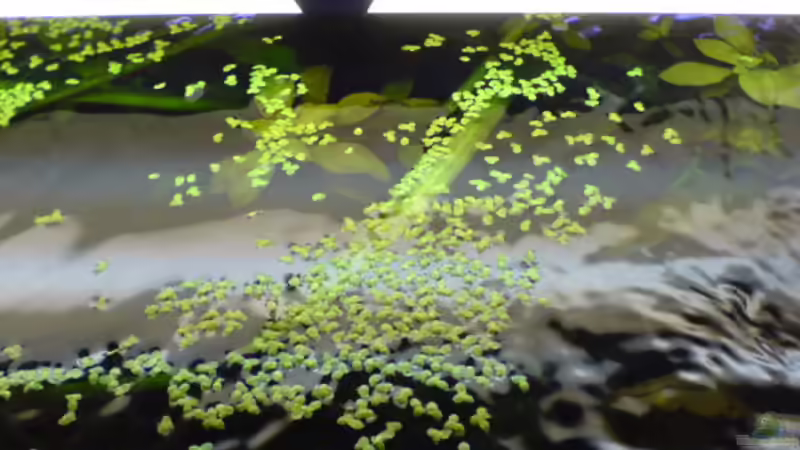 Wasserlinsen auf der Wasseroberfläche von Dornauge xxl (14)