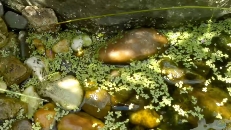 Wasserlinsen (durch Vögel eingeschleppt - die Goldfische haben sie zum fressen gern) von Sambia (26)