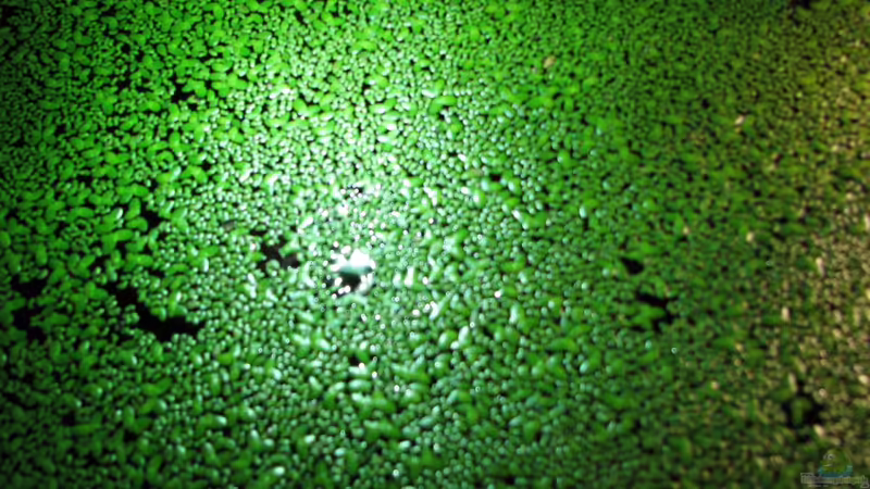 Wasserlinsen (Lemnar Minor) von Bämbel (17)