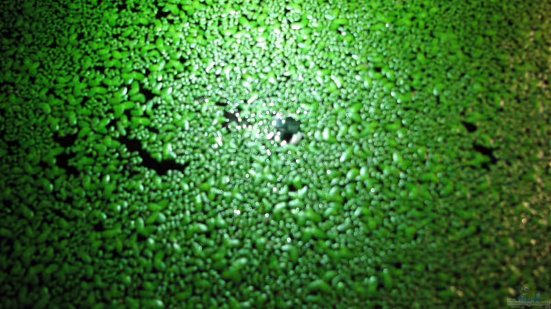 Wasserlinsen (Lemnar Minor) von Bämbel (18)