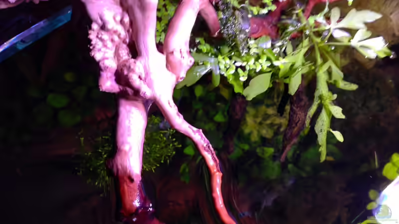 Wasserlinsen u. Hornkraut als Schwimmpflanze 31.12.12 von Michel (34)