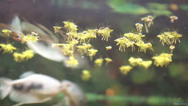 Wasserlinsen und Fadenfisch im Hintergrund von Marc Leu (10)