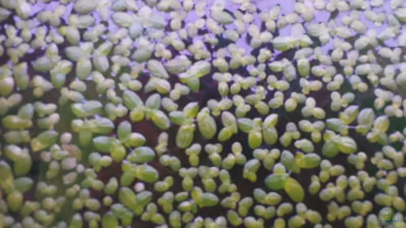 Wasserlinsen von Maria Dicke (9)