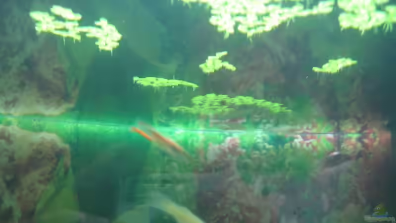 Wasserlinsen von Melanie Dreier (3)