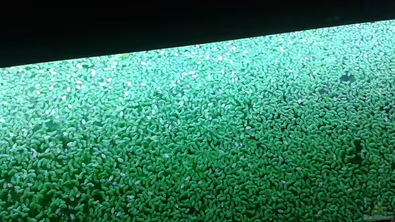 Wasserlinsen von oben, was ein Teppich von er1301 (18)