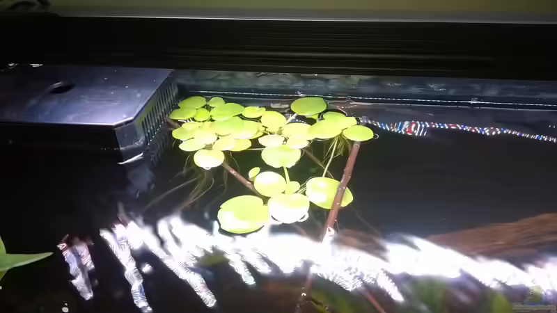 Wasserlinsen von Silvio (2)