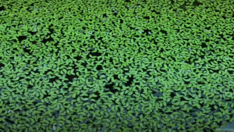 Wasserlinsen von Springer (24)