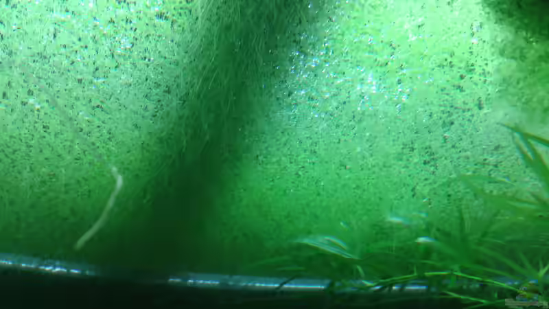 Wasserlinsen von unten von er1301 (14)