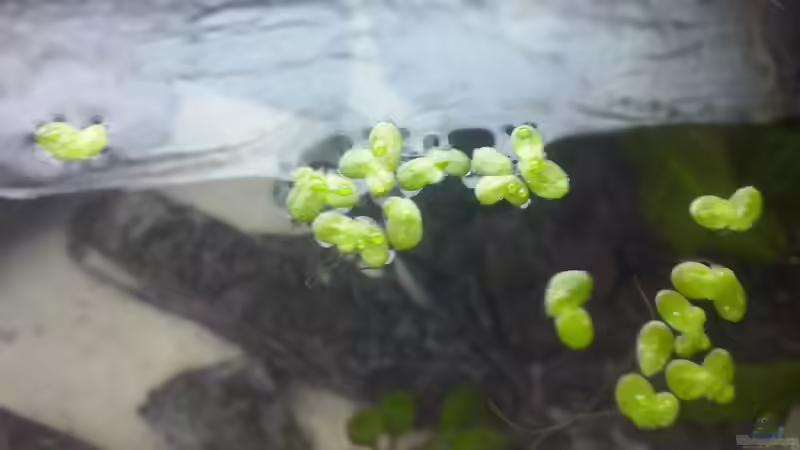 Wasserlinsen von zwilling1662000 (3)