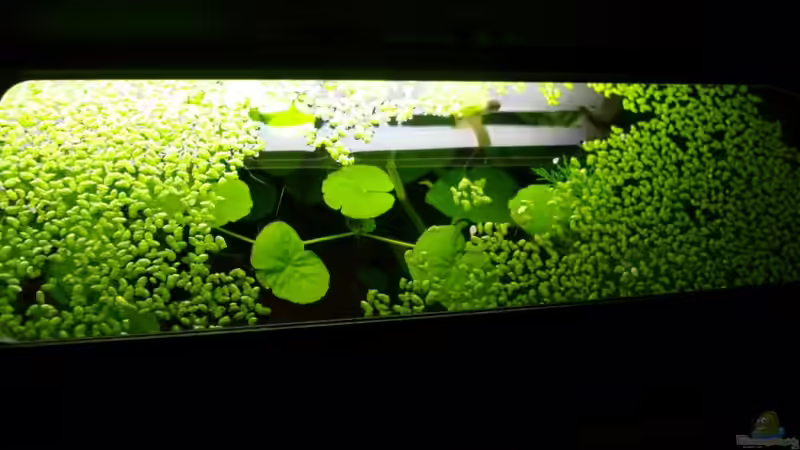 Wasserlinsendecke von Caricciola (12)