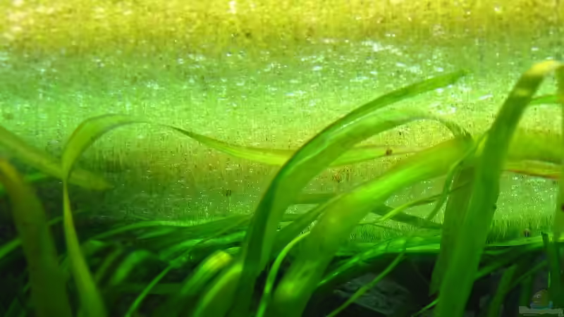 Wasserlinsenteppich von Bämbel (25)